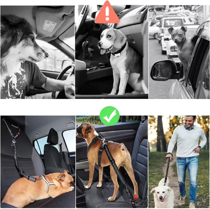 2-1 Dog Belt/Leash