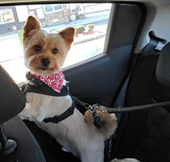 2-1 Dog Belt/Leash